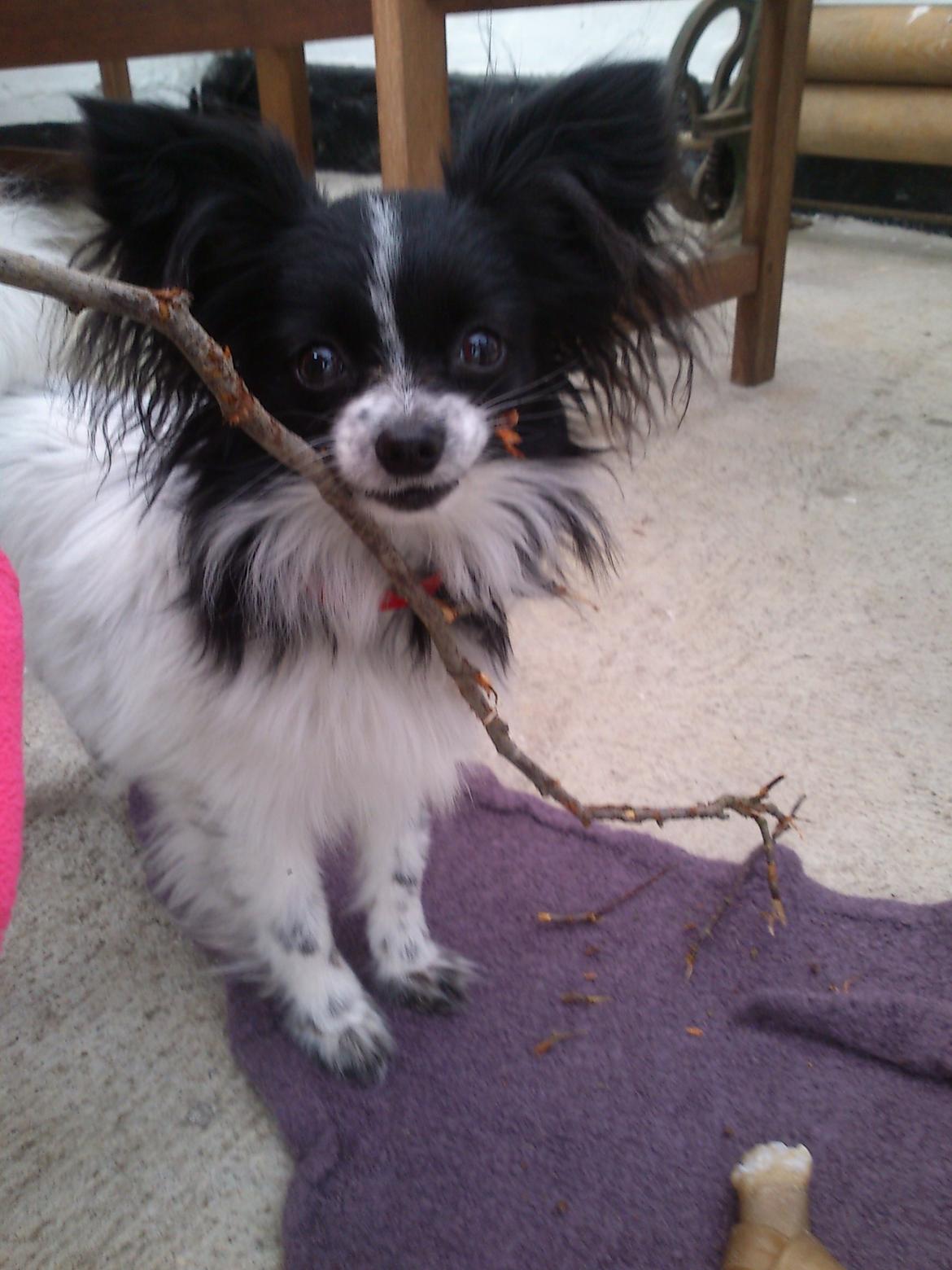 Papillon Putte billede 9