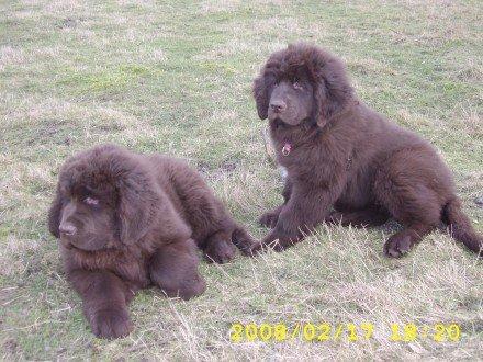 Newfoundlænder Guldbjörnens Hera - Hera til hö, hendes bror Herkules til ve billede 1