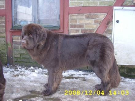 Newfoundlænder Guldbjörnens Hera - Min Hera vinter 2008 billede 2