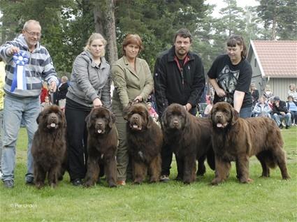 Newfoundlænder Guldbjörnens Hera - Hera er nr 2 fra ve. 
1 ve mor Wilma , 3 ve bror Hero, 4 ve bror Hector, 5 ve bror Herkules billede 4