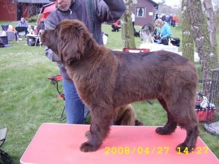Newfoundlænder Guldbjörnens Hera - Hera på en af di förste udstillinger. billede 5