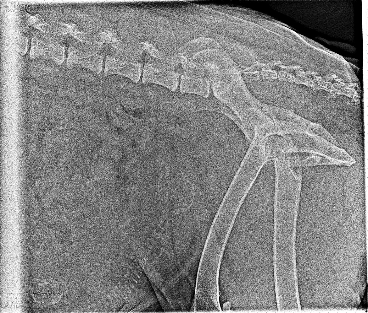 Newfoundlænder Guldbjörnens Hera - Några av Heras valpar. billede 6