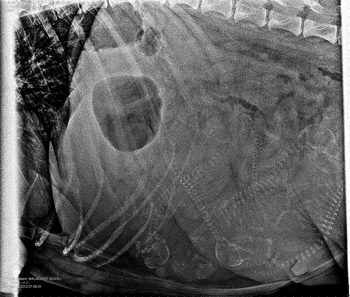 Newfoundlænder Guldbjörnens Hera - Fler valpar. i Heras mage. billede 7