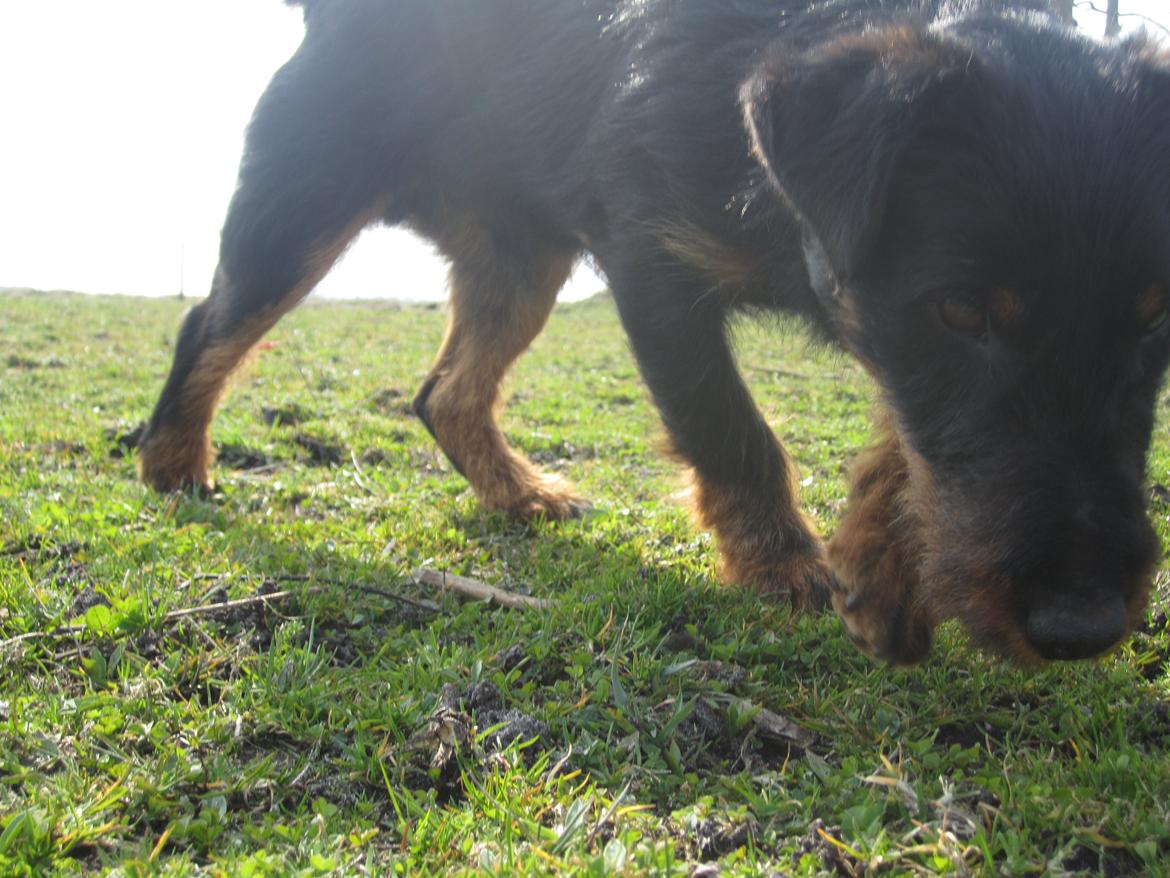Tysk jagtterrier Buller<3 Farvel min ven <3 - se hvor sød jeg er billede 6