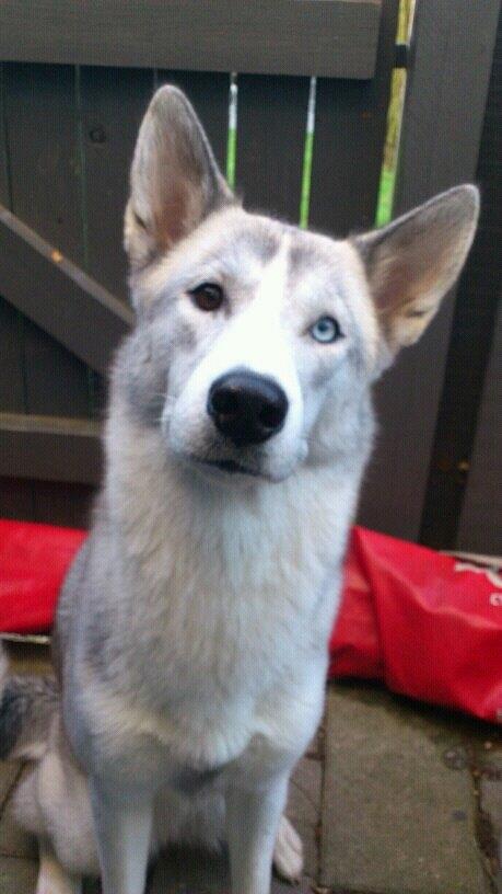 Siberian husky Emma - Saa dejlig stor er hun blevet 1 år og 1 mdr.  billede 19