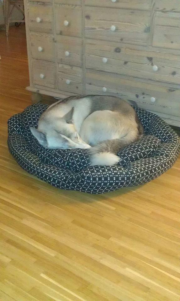 Siberian husky Emma - Hun elsker sin seng :b  billede 20