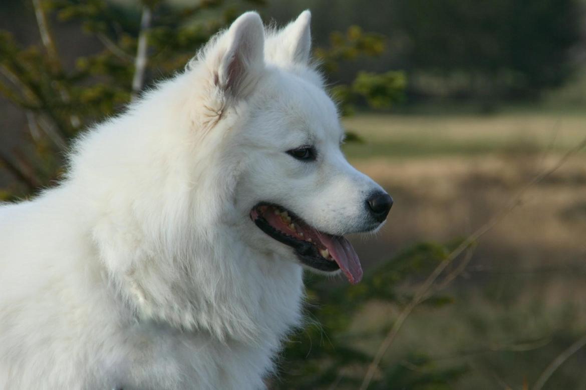 Samojedhund Simba - 3 år gammel billede 1