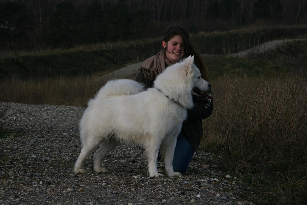 Samojedhund Simba - 3 år gammel. Flot voksen Simba! billede 4