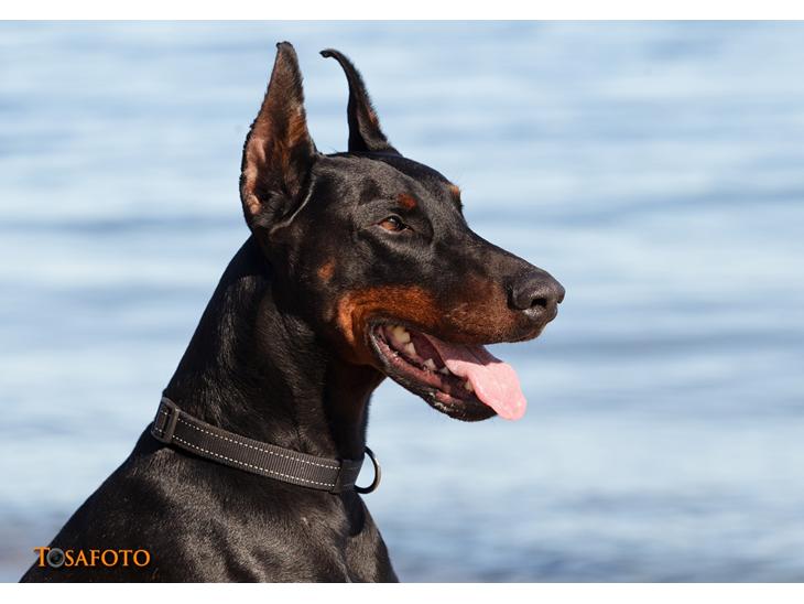 Dobermann Panter *RIP* billede 1