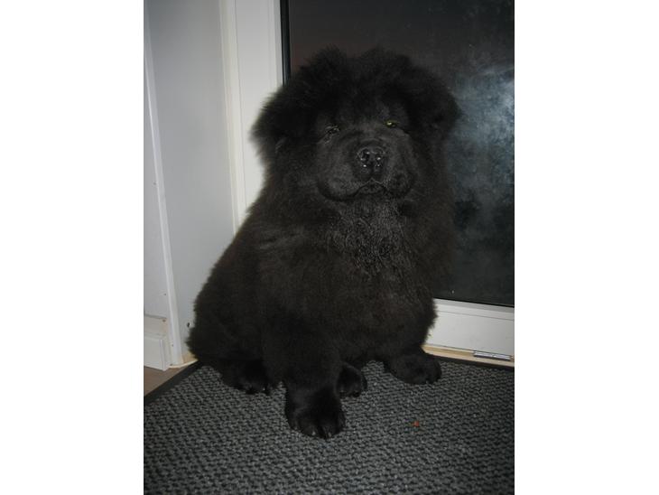 Chow chow Xiva billede 1