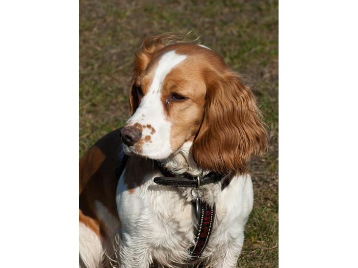 Blanding af racer Bubbi - Hej... Velkommen til min profil. 
Er der nogle som vil lege?

Billedet er taget d. 19 marts 2012 billede 1