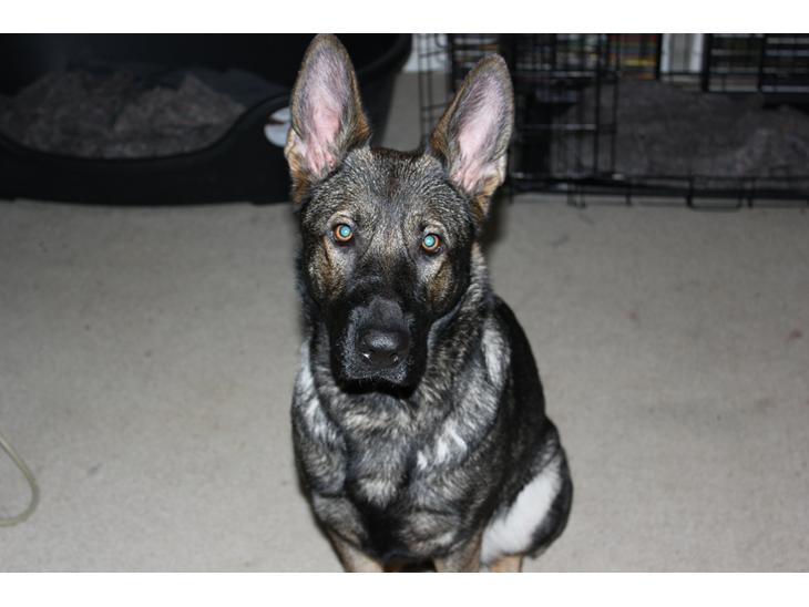 Schæferhund Freia billede 1
