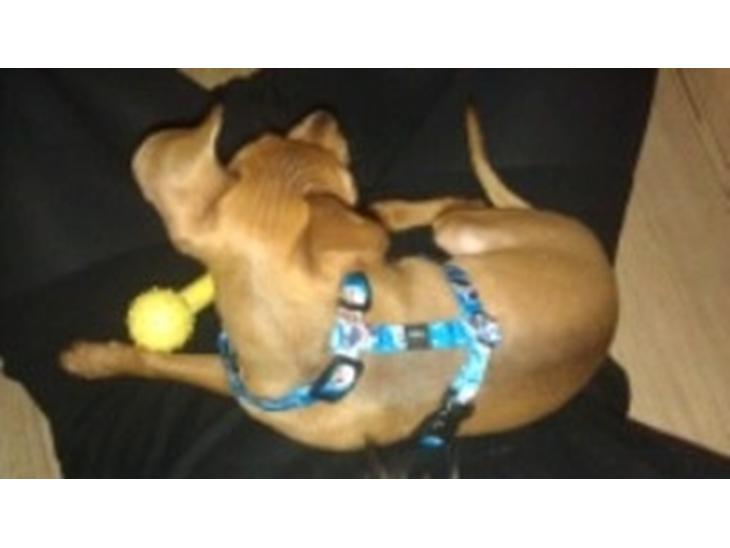 Dvaergpinscher Peanut billede 1