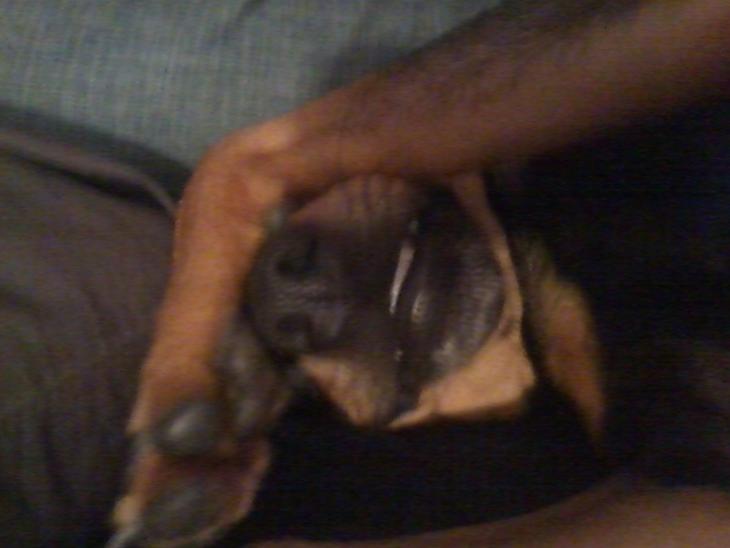 Dvaergpinscher Malou billede 1