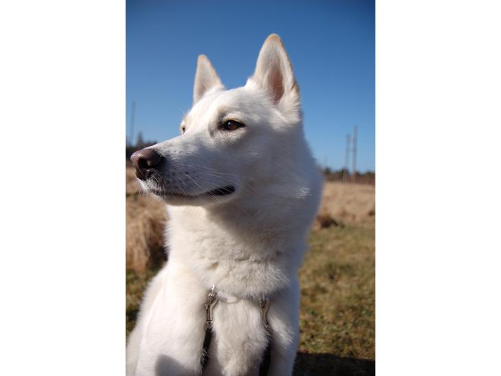 {{currentPhoto.altText}} billede {{currentPhoto.number}}