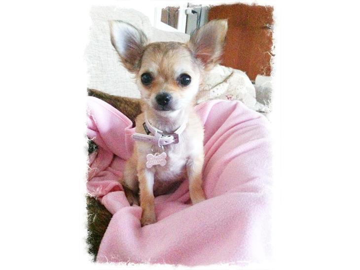 Chihuahua Phoebe billede 1