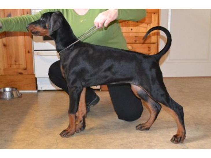 {{currentPhoto.altText}} billede {{currentPhoto.number}}