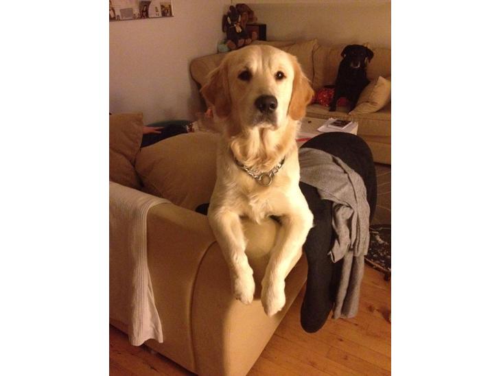 {{currentPhoto.altText}} billede {{currentPhoto.number}}