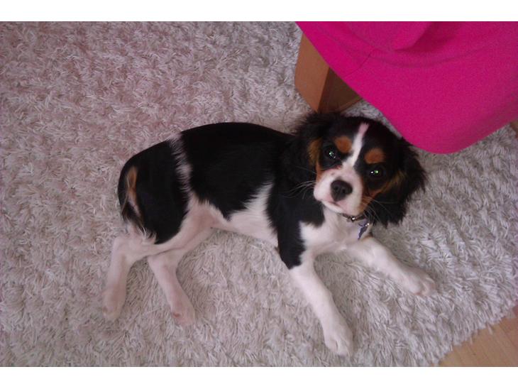 {{currentPhoto.altText}} billede {{currentPhoto.number}}