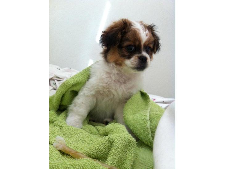 {{currentPhoto.altText}} billede {{currentPhoto.number}}