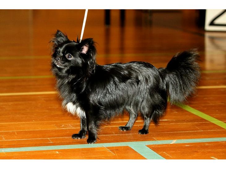 {{currentPhoto.altText}} billede {{currentPhoto.number}}