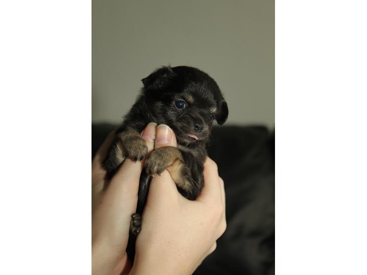 Chihuahua Licabi's Alba - Alba 4 uger gammel. billede 1
