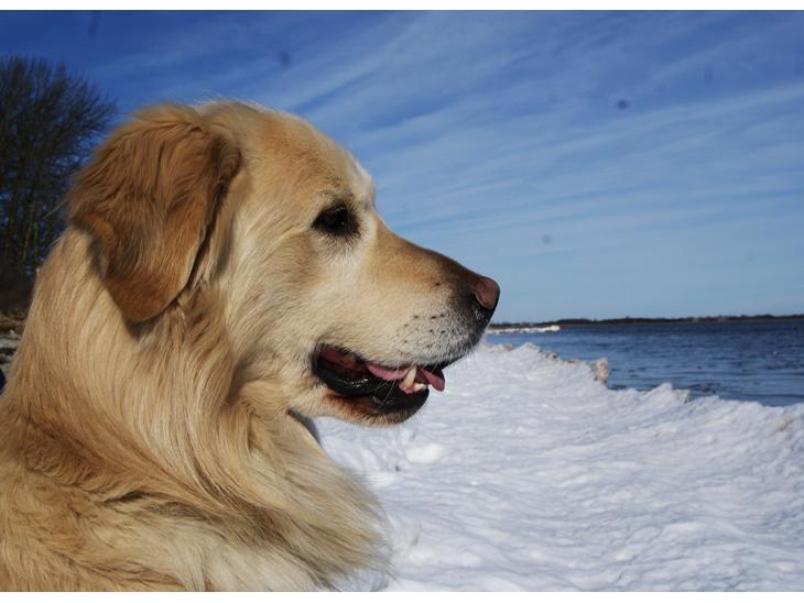 Blanding af racer Django - 12/03-11 min skønne hund <3 han er så smuk :) billede 1