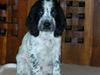 Cocker spaniel charlie