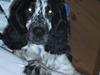 Cocker spaniel charlie