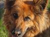 Schæferhund Luna R.I.P :'(