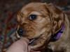 Blanding af racer Nuggi [Tidl. hund]