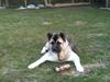 American Akita Mufti