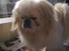 Pekingeser Nuser