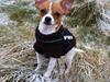 Chihuahua HUGO<3 <3