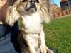 Chihuahua Micka