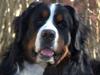 Berner sennenhund Janus