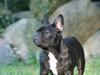 Fransk bulldog Extraordinaire Zomiranos