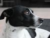 Dansk svensk gaardhund valdemar jørgnsen 