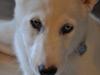 Siberian husky Kayla