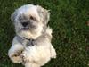 Lhasa apso Oskar