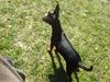 Dvaergpinscher Vappe