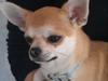 Chihuahua tiko [ Himmelhund]
