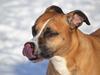 Amerikansk staffordshire terrier Rynke R.I.P verdens bedste Rynke
