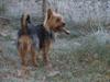 Australsk terrier Nellyson's Oops Me and the Mouse - RONJA
