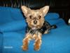 Yorkshire terrier Chili