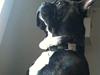 Fransk bulldog Rocco