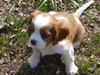Cavalier king charles spaniel Aimee [Tidl. hund]