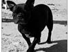 Fransk bulldog Alberte