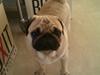 Mops Oskar