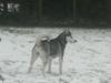 Siberian husky Tina